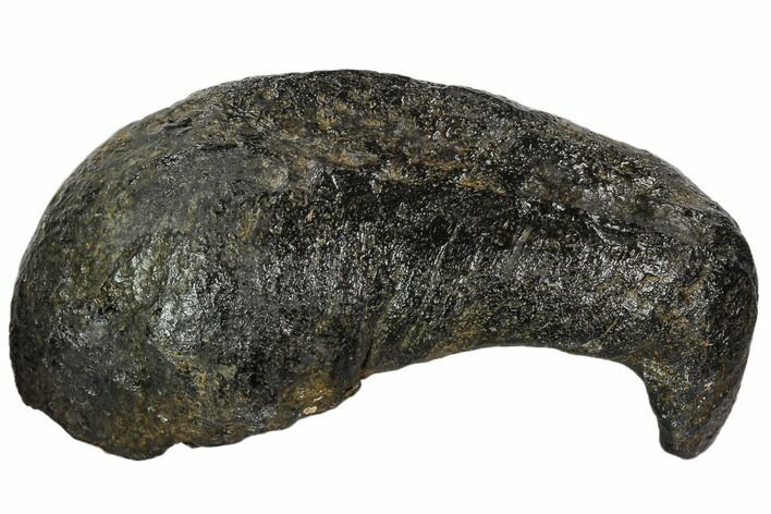 Fossil Whale Ear Bone - Miocene #109254